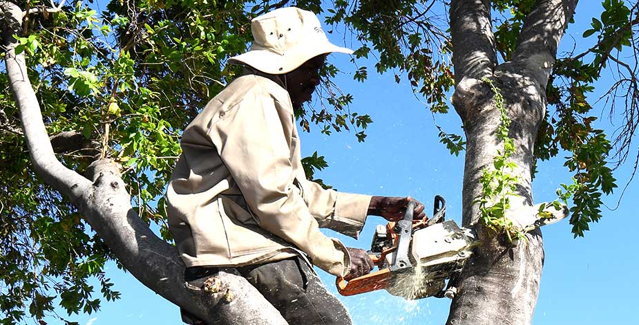 Tree Felling 3