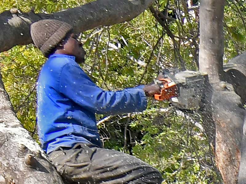 Tree Felling 4