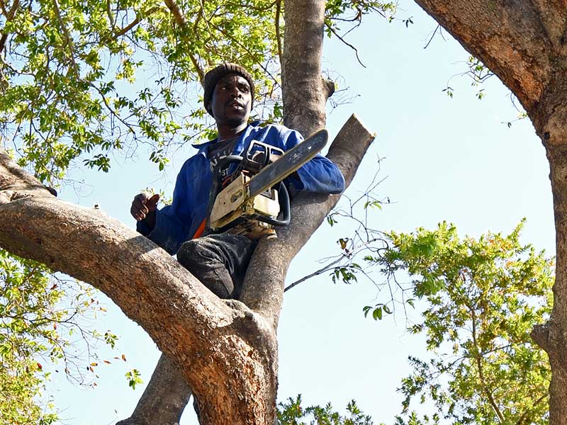 tree removals
